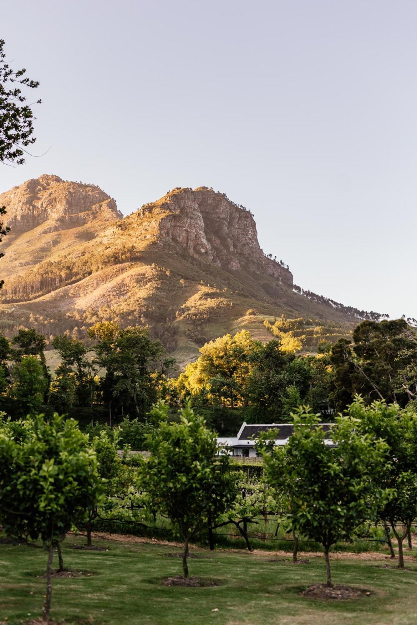 Molenvliet Vineyards Hotel Stellenbosch Kültér fotó